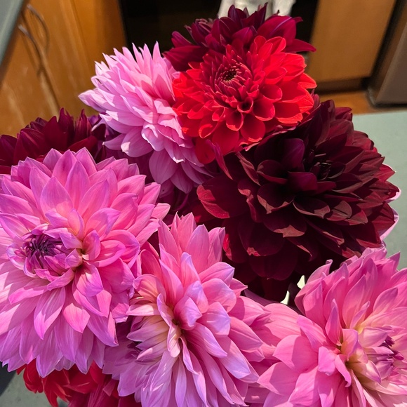 Meet your Posher, Bee - Picture 1 of 1